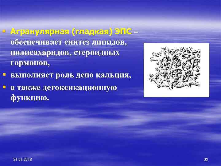 § Агранулярная (гладкая) ЭПС – обеспечивает синтез липидов, полисахаридов, стероидных гормонов, § выполняет роль
