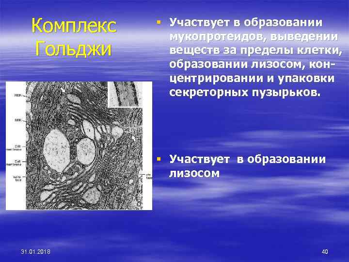 Комплекс Гольджи § Участвует в образовании мукопротеидов, выведении веществ за пределы клетки, образовании лизосом,
