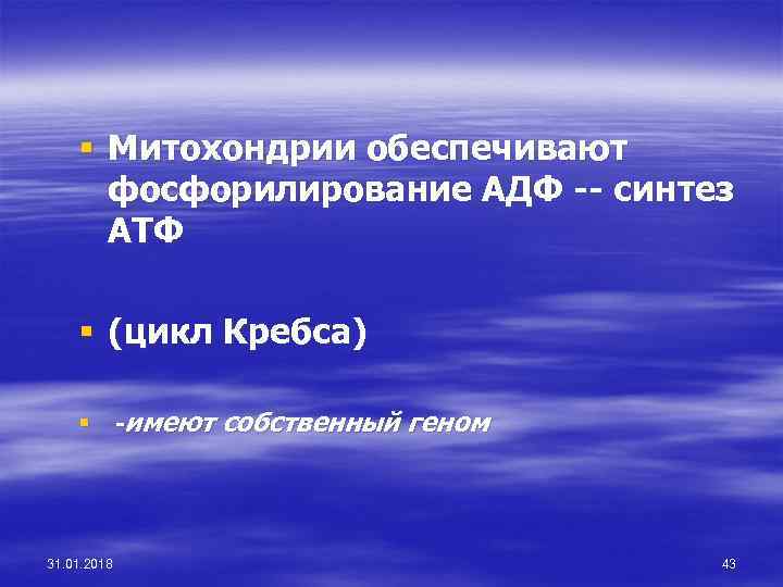 § Митохондрии обеспечивают фосфорилирование АДФ -- синтез АТФ § (цикл Кребса) § -имеют собственный