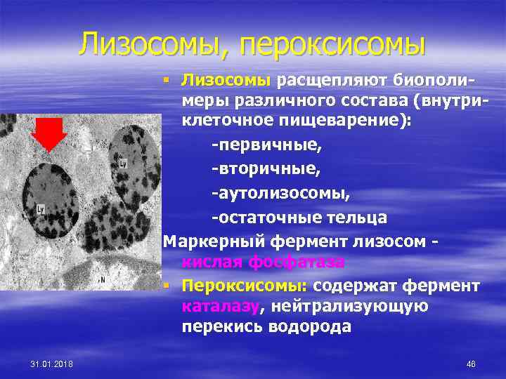 Лизосомы, пероксисомы § Лизосомы расщепляют биополимеры различного состава (внутриклеточное пищеварение): -первичные, -вторичные, -аутолизосомы, -остаточные
