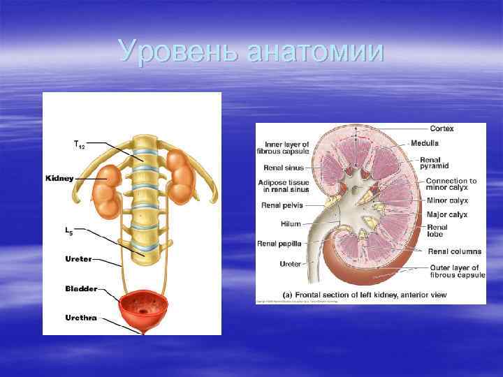 Уровень анатомии 