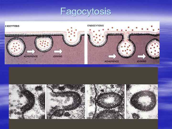 Fagocytosis 