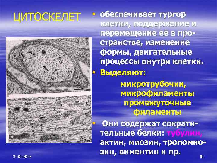ЦИТОСКЕЛЕТ 31. 01. 2018 § обеспечивает тургор клетки, поддержание и перемещение её в пространстве,