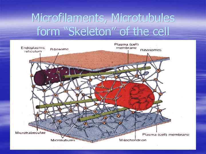 Microfilaments, Microtubules form “Skeleton” of the cell 