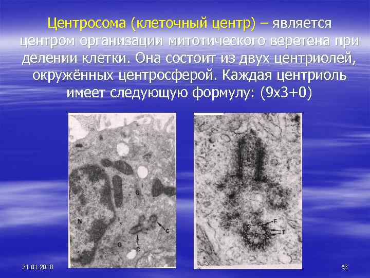 Центросома (клеточный центр) – является центром организации митотического веретена при делении клетки. Она состоит