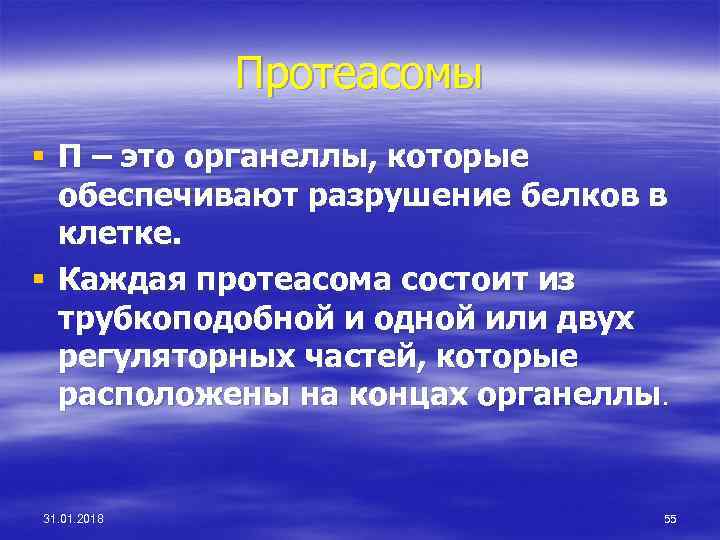 Протеасомы § П – это органеллы, которые обеспечивают разрушение белков в клетке. § Каждая