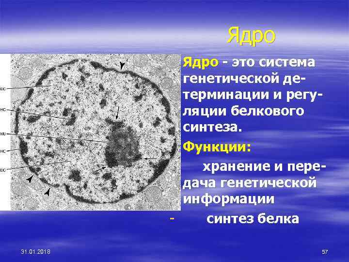 Ядро § Ядро - это система генетической детерминации и регуляции белкового синтеза. § Функции: