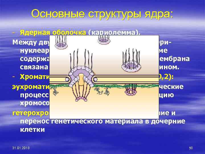 Основные структуры ядра: - Ядерная оболочка (кариолемма), Между двумя мембранами заключено перинуклеарное пространство. В
