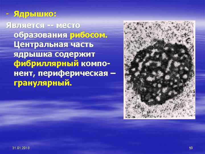 - Ядрышко: Является -- место образования рибосом. Центральная часть ядрышка содержит фибриллярный компонент, периферическая