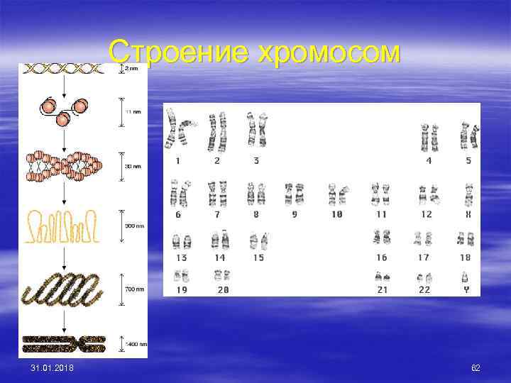 Строение хромосом 31. 01. 2018 62 