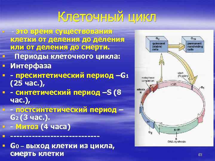 Клеточный цикл § § § § § - это время существования клетки от деления