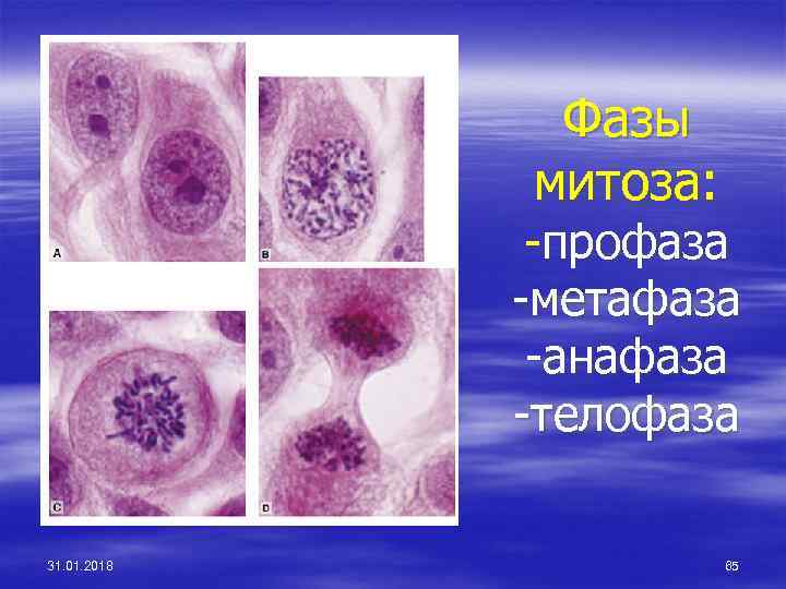 Фазы митоза: -профаза -метафаза -анафаза -телофаза 31. 01. 2018 65 