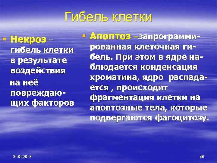 Гибель клетки § Некроз – гибель клетки в результате воздействия на неё повреждающих факторов