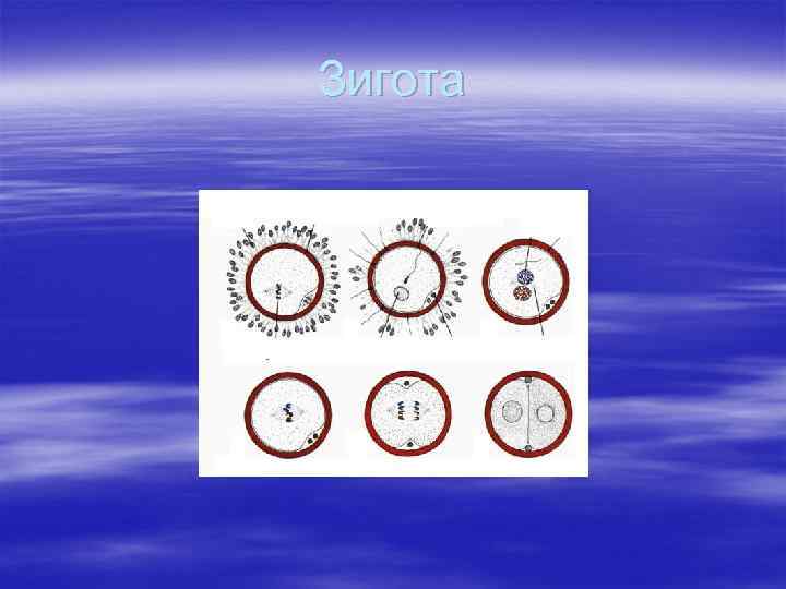 Зигота 