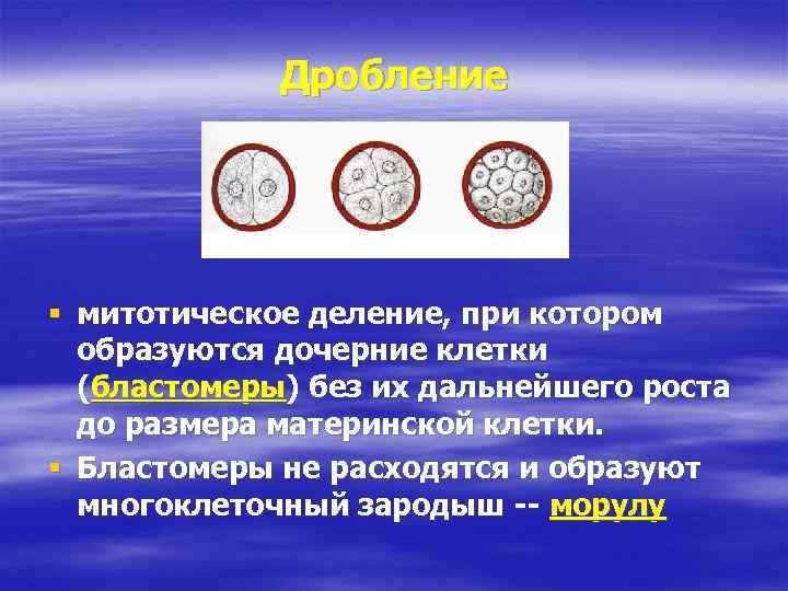 Дробление § митотическое деление, при котором образуются дочерние клетки (бластомеры) без их дальнейшего роста