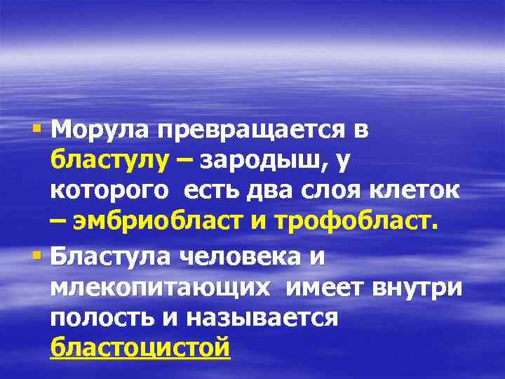 § Морула превращается в бластулу – зародыш, у которого есть два слоя клеток –