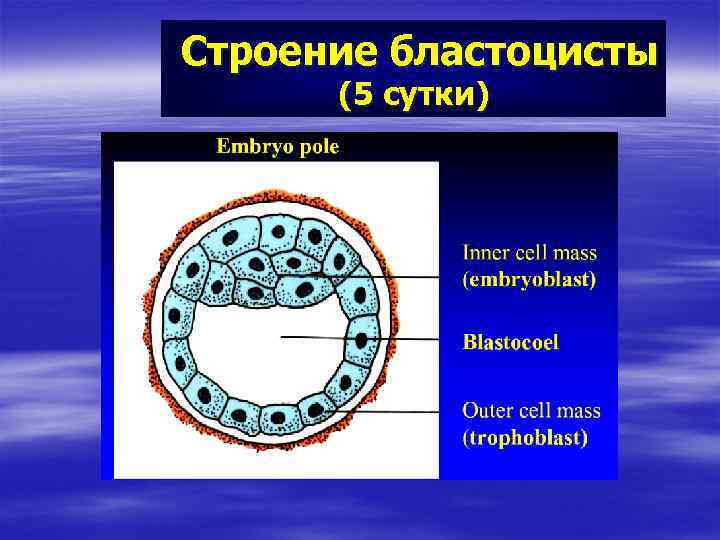 Строение бластоцисты (5 сутки) 