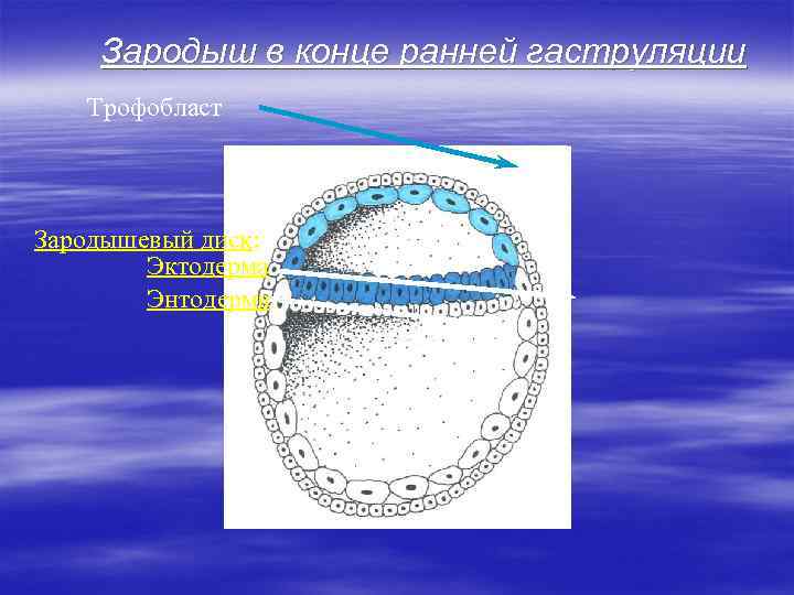 Зародыш в конце ранней гаструляции Трофобласт Зародышевый диск: Эктодерма Энтодерма 