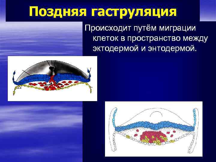 Поздняя гаструляция Происходит путём миграции клеток в пространство между эктодермой и энтодермой. . 