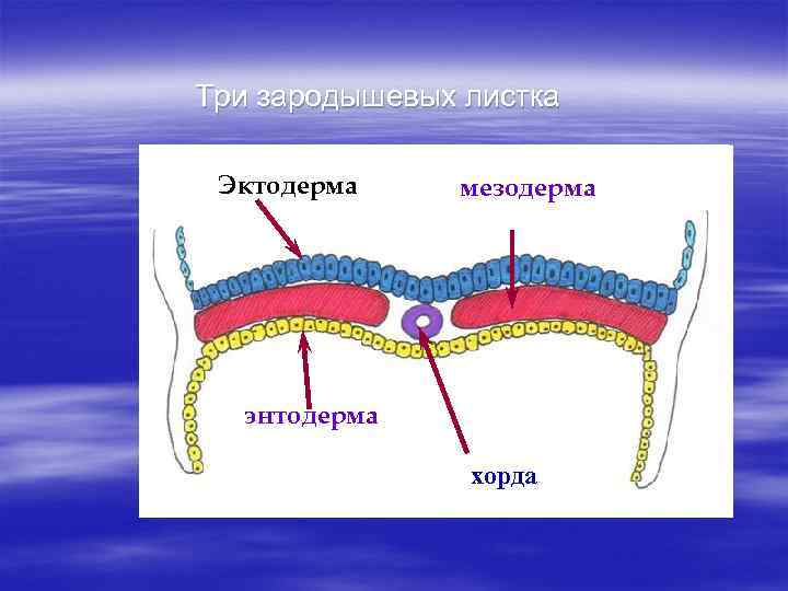 Три зародышевых листка Эктодерма мезодерма энтодерма хорда 