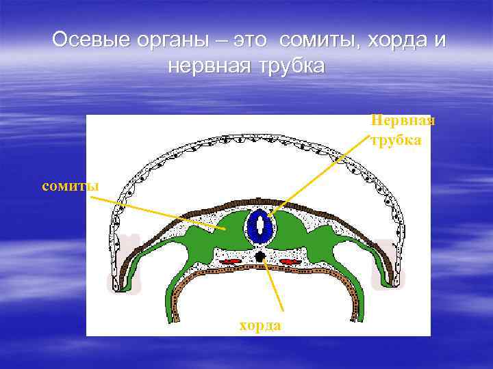 Осевые органы – это сомиты, хорда и нервная трубка Нервная трубка сомиты хорда 