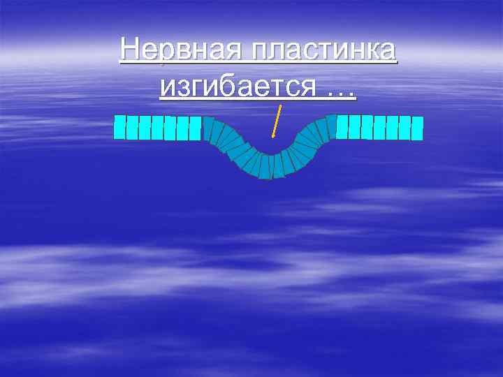 Нервная пластинка изгибается … 