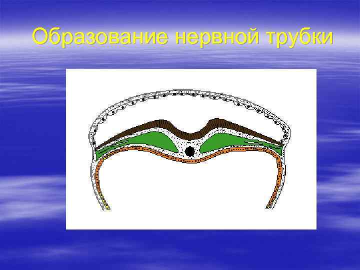 Образование нервной трубки 