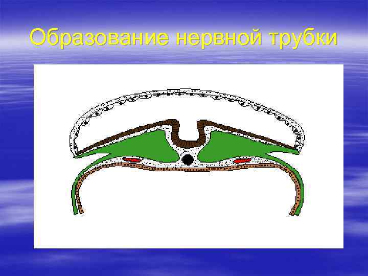 Образование нервной трубки 