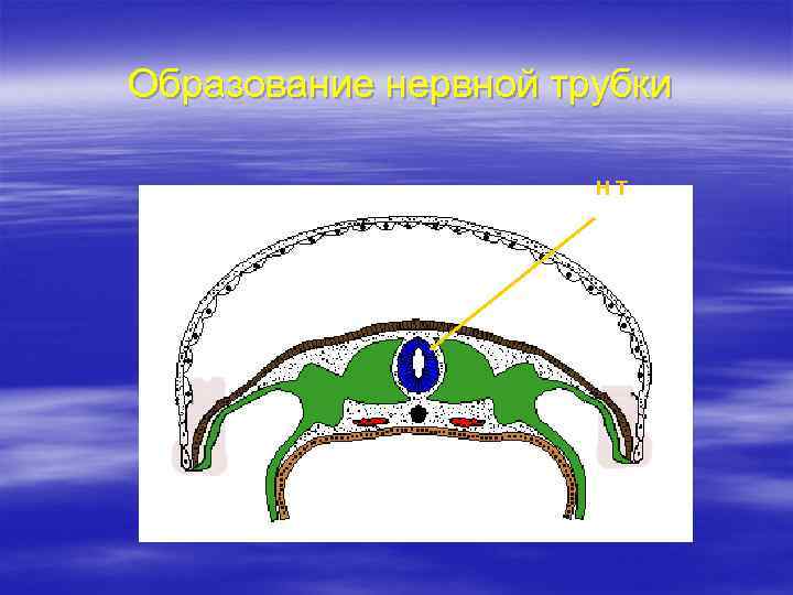 Образование нервной трубки НТ 