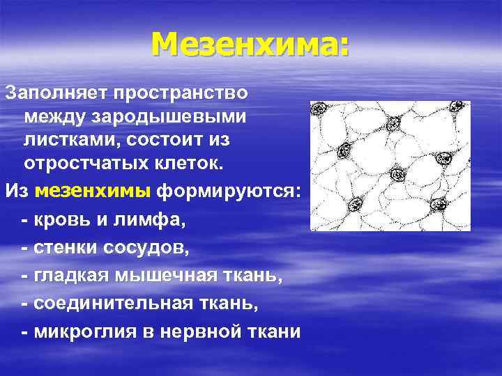 Мезенхима: Заполняет пространство между зародышевыми листками, состоит из отростчатых клеток. Из мезенхимы формируются: -