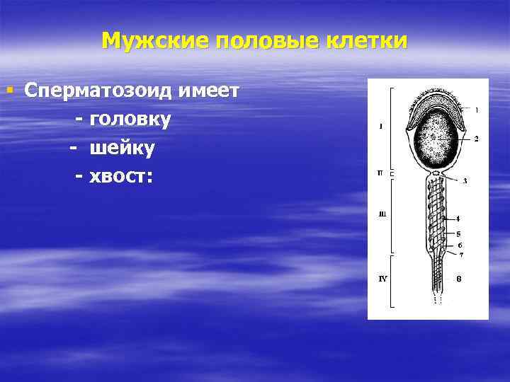 Мужские половые клетки § Сперматозоид имеет - головку - шейку - хвост: 