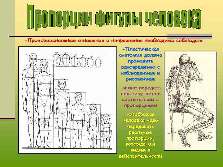 -Пропорциональные отношения и направления необходимо соблюдать -Пластическая анатомия должна проходить одновременно с наблюдением и