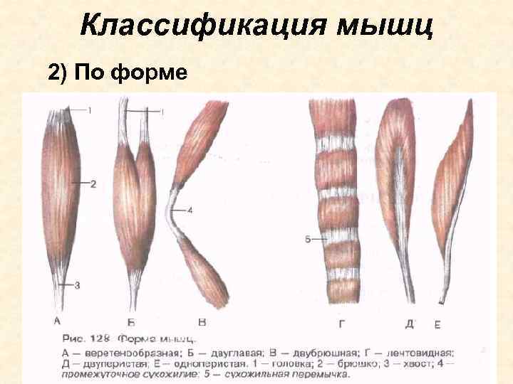 Классификация мышц 2) По форме 
