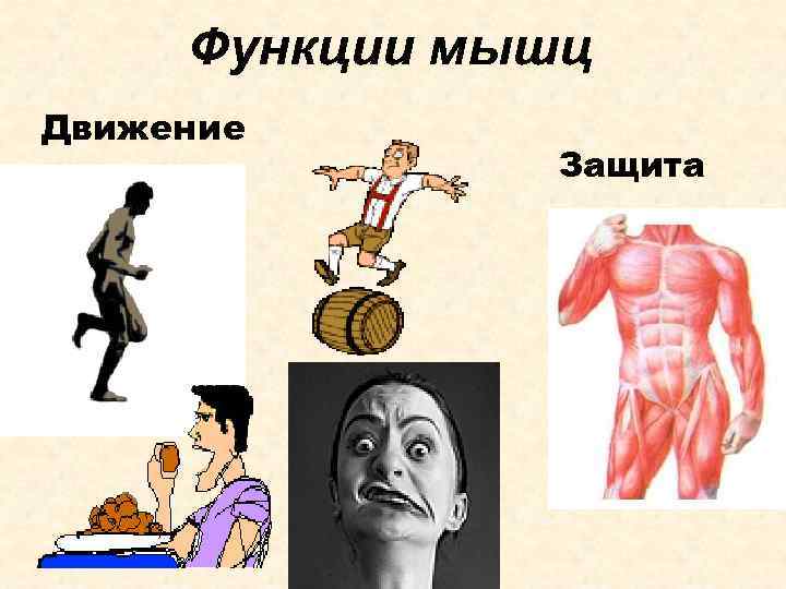 Функции мышц Движение Защита 