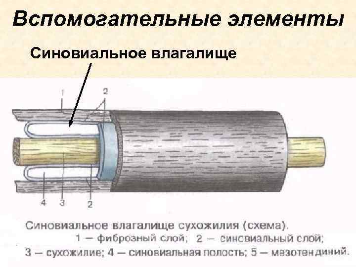 Вспомогательные элементы Синовиальное влагалище 