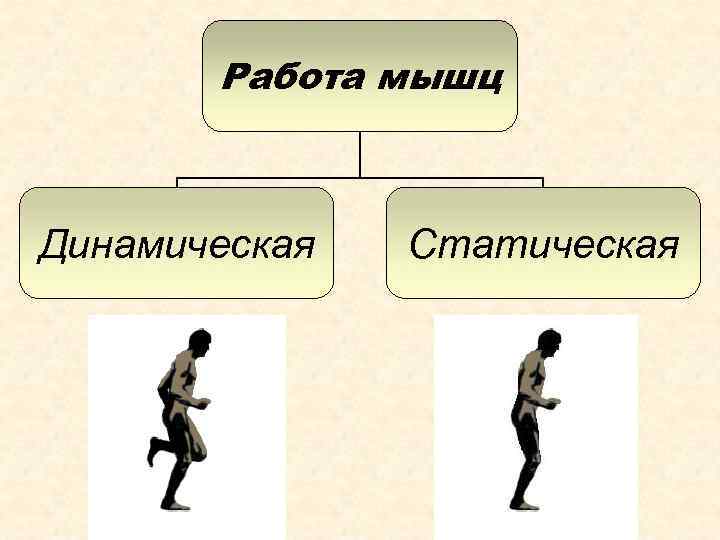 Влияние статической и динамической работы мышц. Статические и динамические мышцы. Динамическая работа мышц. Динамической работе мышц человека. Статическая работа мышц.