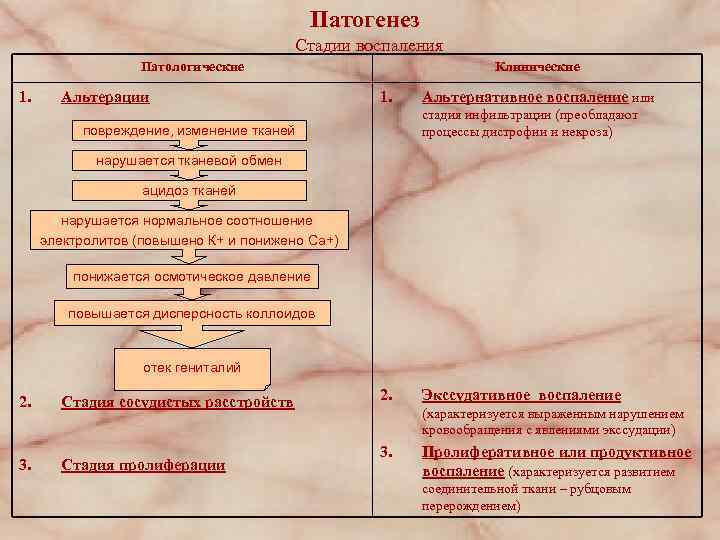 Патогенез Стадии воспаления Патологические 1. Альтерации Клинические 1. Альтернативное воспаление или стадия инфильтрации (преобладают