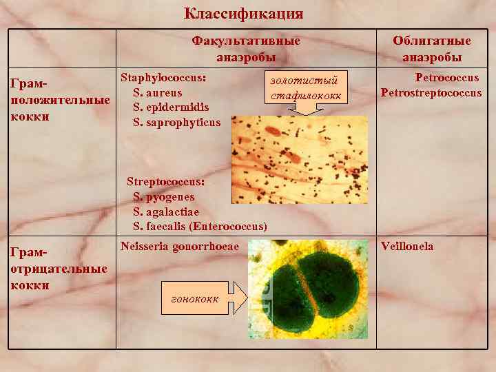 Классификация Факультативные анаэробы Staphylococcus: Грам. S. aureus положительные S. epidermidis кокки S. saprophyticus золотистый