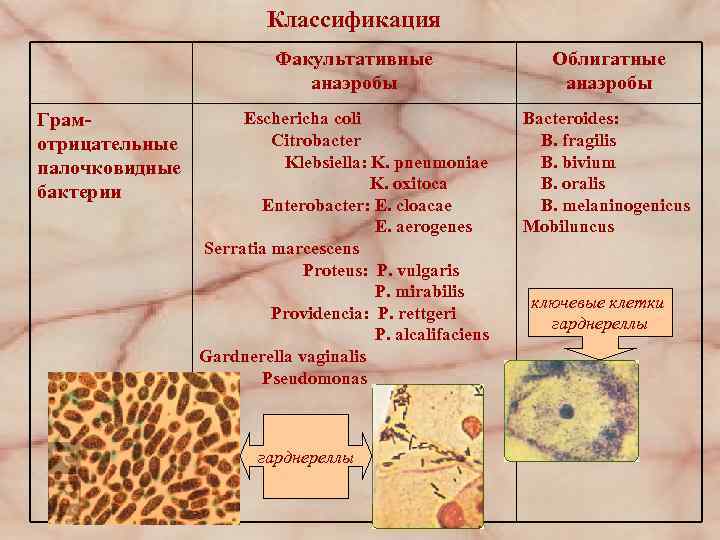 Классификация Факультативные анаэробы Грамотрицательные палочковидные бактерии Eschericha coli Citrobacter Klebsiella: K. pneumoniae K. oxitoca