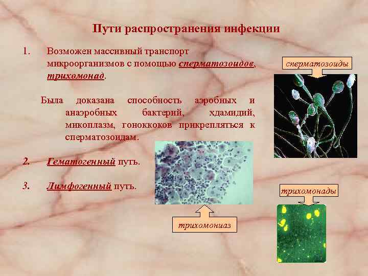 Пути распространения инфекции 1. Возможен массивный транспорт микроорганизмов с помощью сперматозоидов, трихомонад. Была сперматозоиды