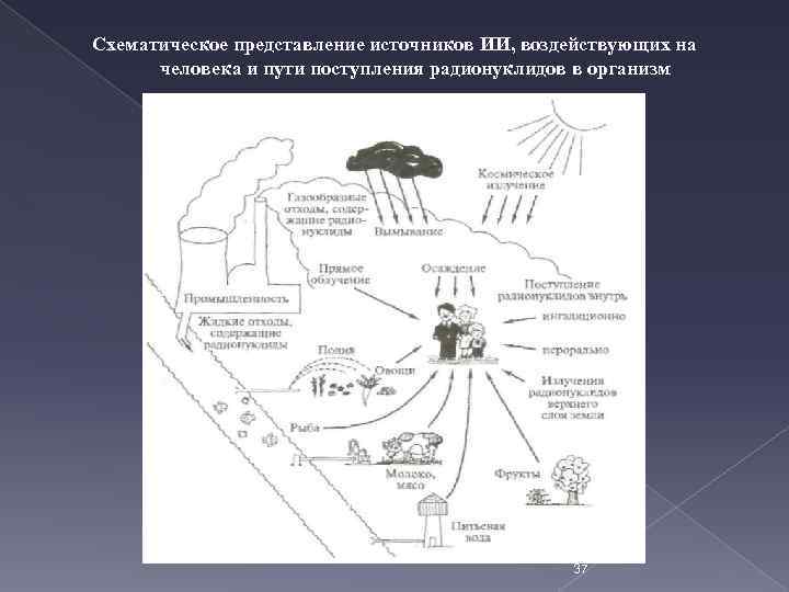 Схема миграции радионуклидов во внешней среде