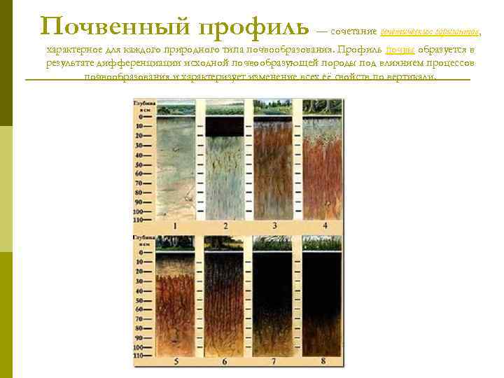 Почвенный профиль — сочетание генетических горизонтов, характерное для каждого природного типа почвообразования. Профиль почвы