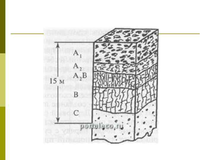Почвенные горизонты рисунок