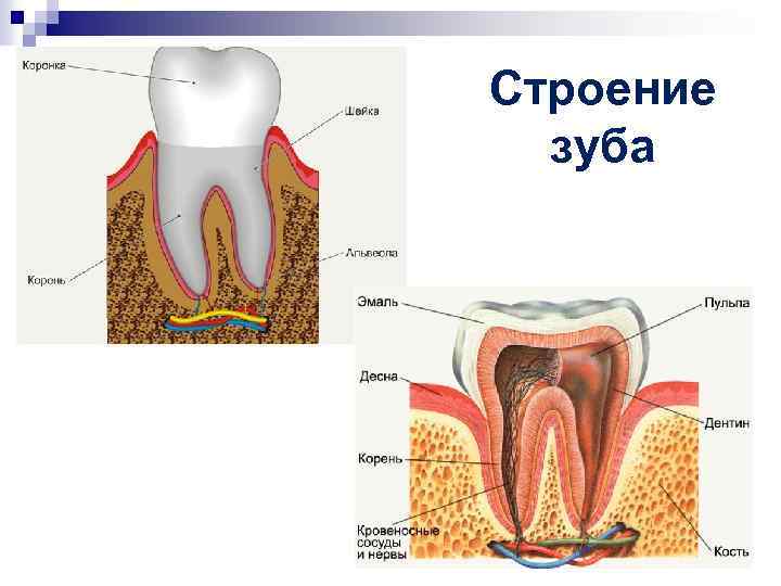 Внутреннее строение зуба рисунок