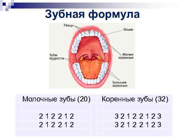 Зубная формула человека