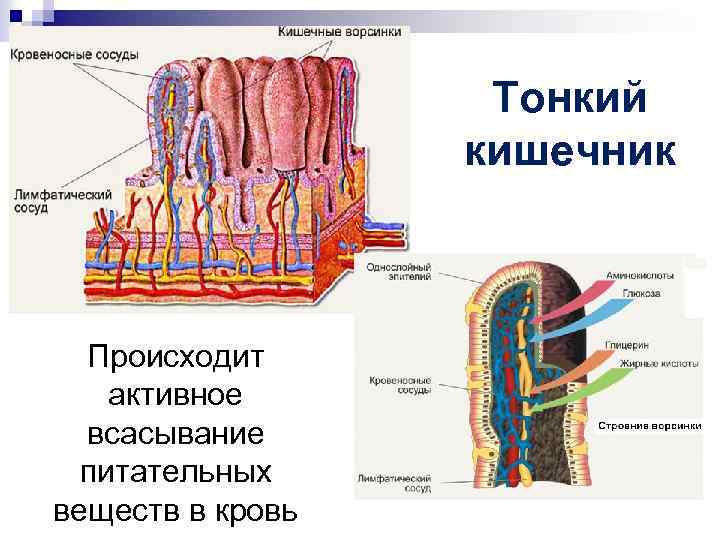 В ворсинках тонкого кишечника происходит. Строение ворсинки тонкого кишечника. Пищеварительная система человека кишечная Ворсинка. Всасывание через кишечные ворсинки. Схема всасывания питательных веществ в кишечнике.