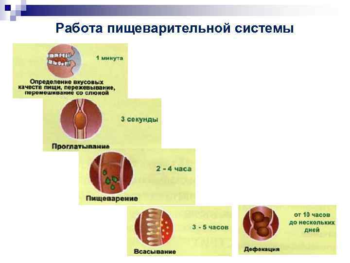 Работа пищеварительной системы 