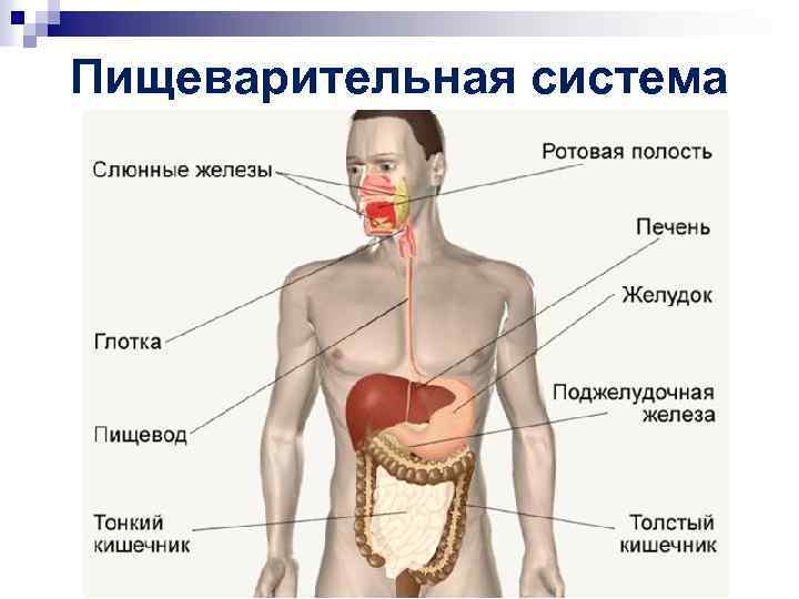 Пищеварительная система 