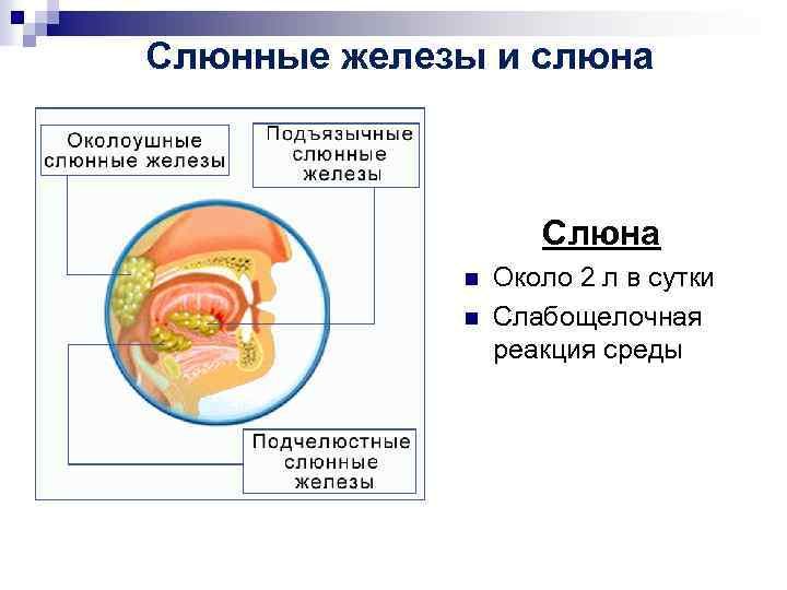 Органы пищеварения обмен веществ и превращение энергии 7 класс презентация