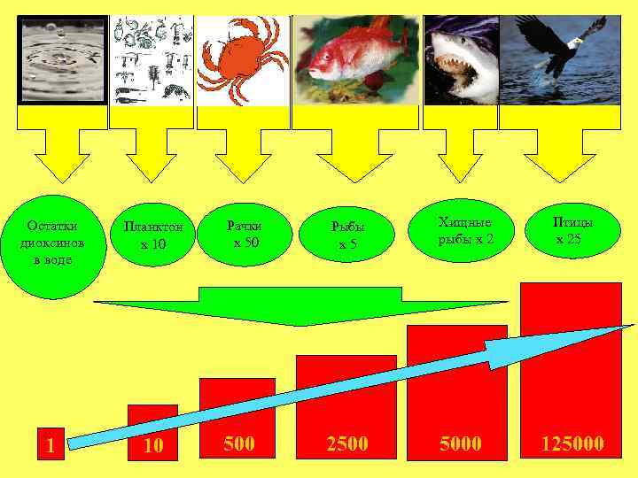 Остатки диоксинов в воде ` 1 Планктон x 10 10 Рачки x 50 500